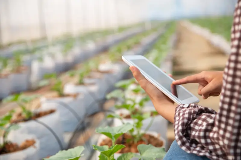 Close up of a person’s hands operating a tablet inside a greenhouse farming shelter.