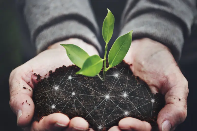 Close up of a person’s hands holding soil and a small seedling.